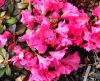Show product details for Rhododendron Oban